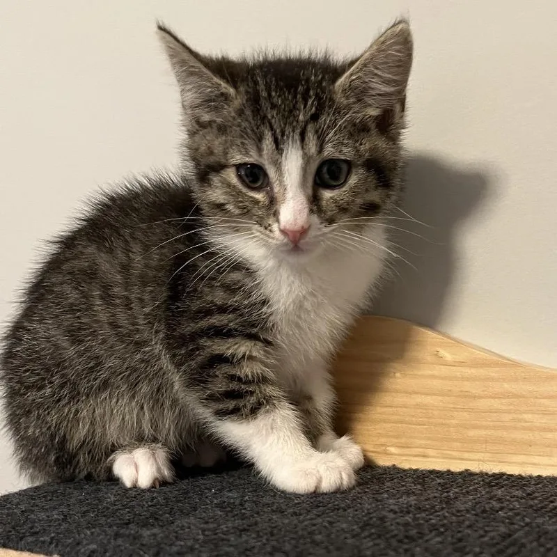 A baby small-sized female Brown / Chocolate Domestic Short Hair cat named Tulika for adoption in Franklin, TN
