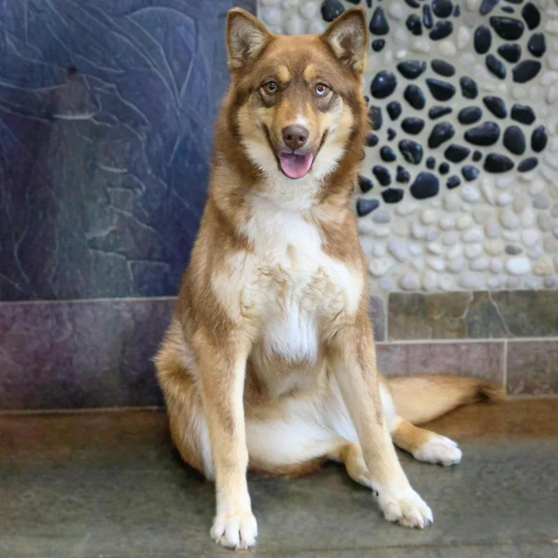 A young medium-sized female Red / Chestnut / Orange Husky dog named Pyra for adoption in Versailles, KY