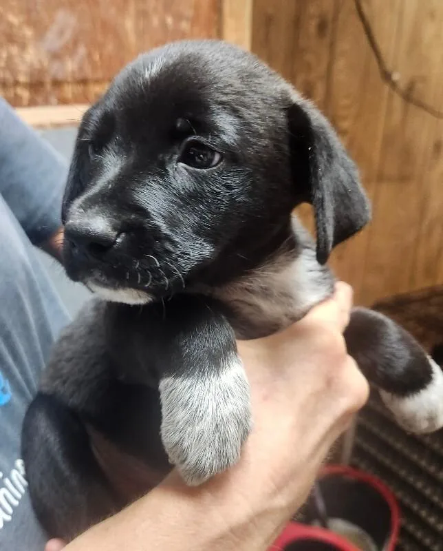 A baby small-sized male Australian Shepherd dog named Howie for adoption in Windsor, CO