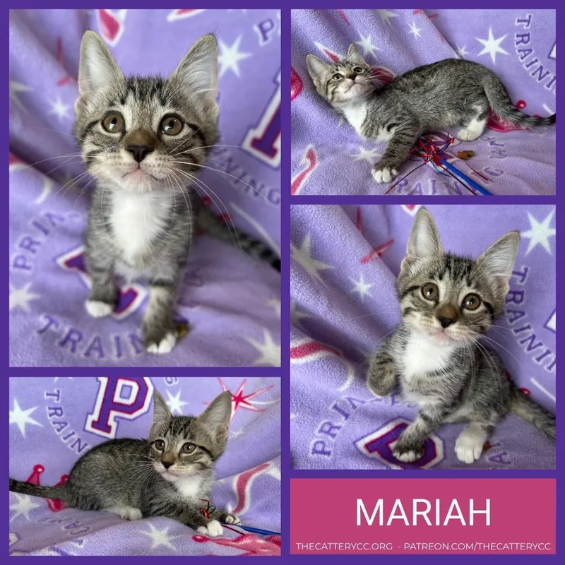 A baby small-sized female Domestic Short Hair cat named Mariah for adoption in Corpus Christi, TX