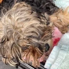 A baby small-sized female Black Yorkshire Terrier dog named Feta Cheese for adoption in York, PA