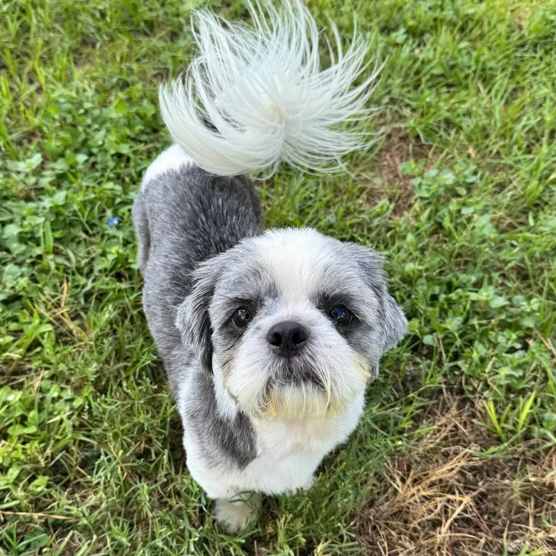 A senior small-sized male Gray / Blue / Silver Shih Tzu dog named Bernard Buttons for adoption in Houston, TX