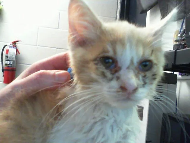 A baby small-sized male Domestic Medium Hair cat named A for adoption in Charlotte, NC
