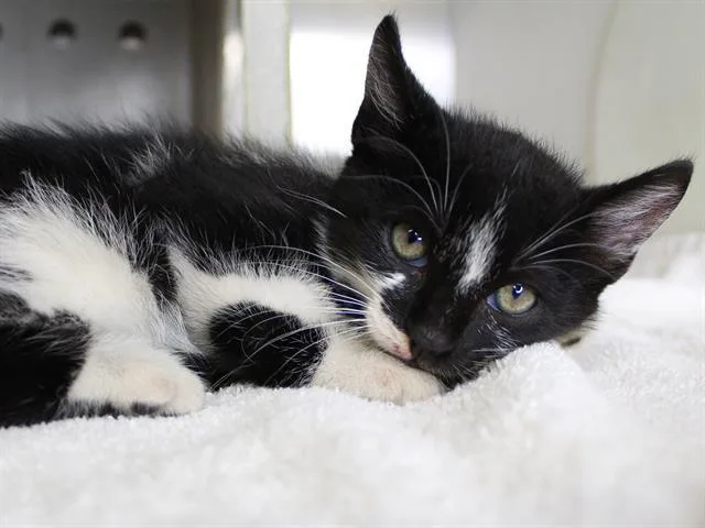 A baby small-sized male Domestic Short Hair cat named Flint for adoption in Tallahassee, FL