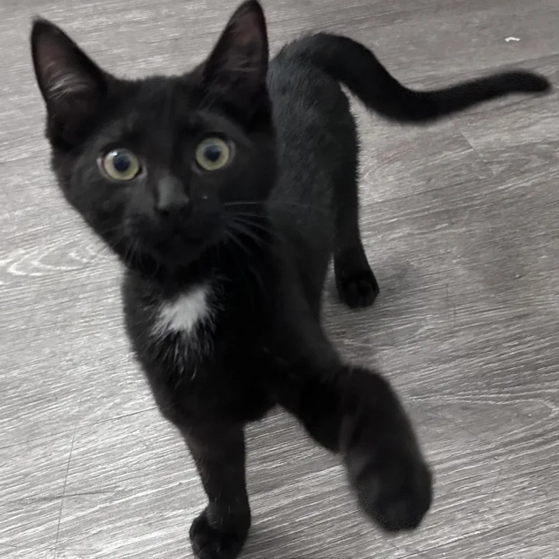 A baby small-sized female Black Domestic Short Hair cat named Hydra for adoption in Hamburg, NY