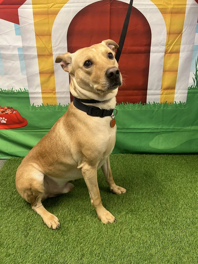A young large-sized male Labrador Retriever dog named Murphy for adoption in Euless, TX