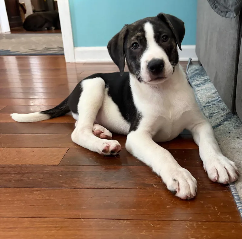 A baby medium-sized male Black Mixed Breed dog named Oswald for adoption in Riverdale, NJ