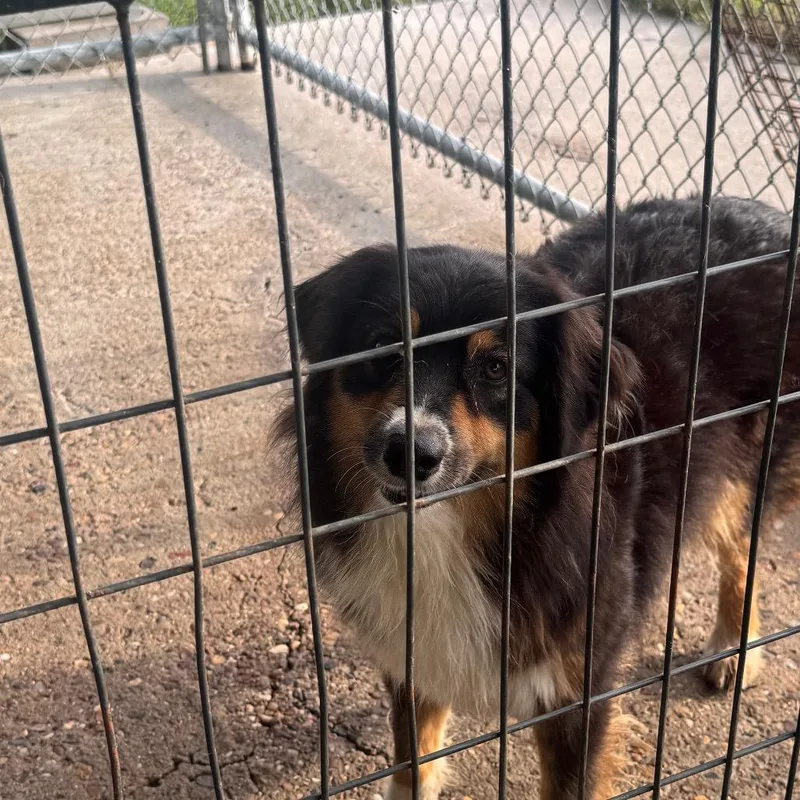 An adult small-sized female Black Australian Shepherd dog named Pizzaz for adoption in Anahuac, TX