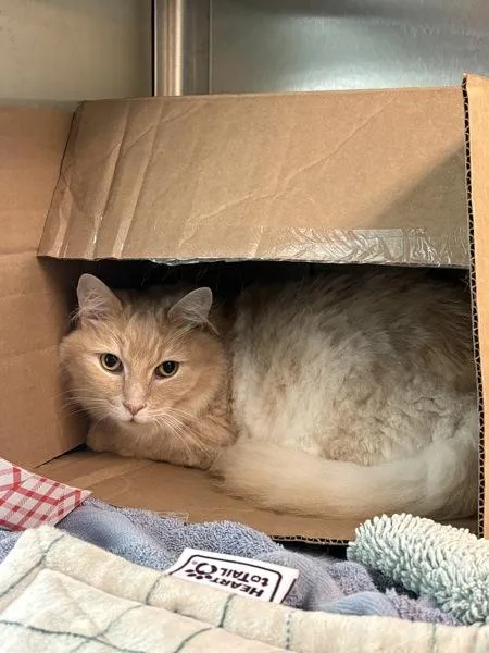 An adult medium-sized male Domestic Long Hair cat named Sokka for adoption in Stratham, NH