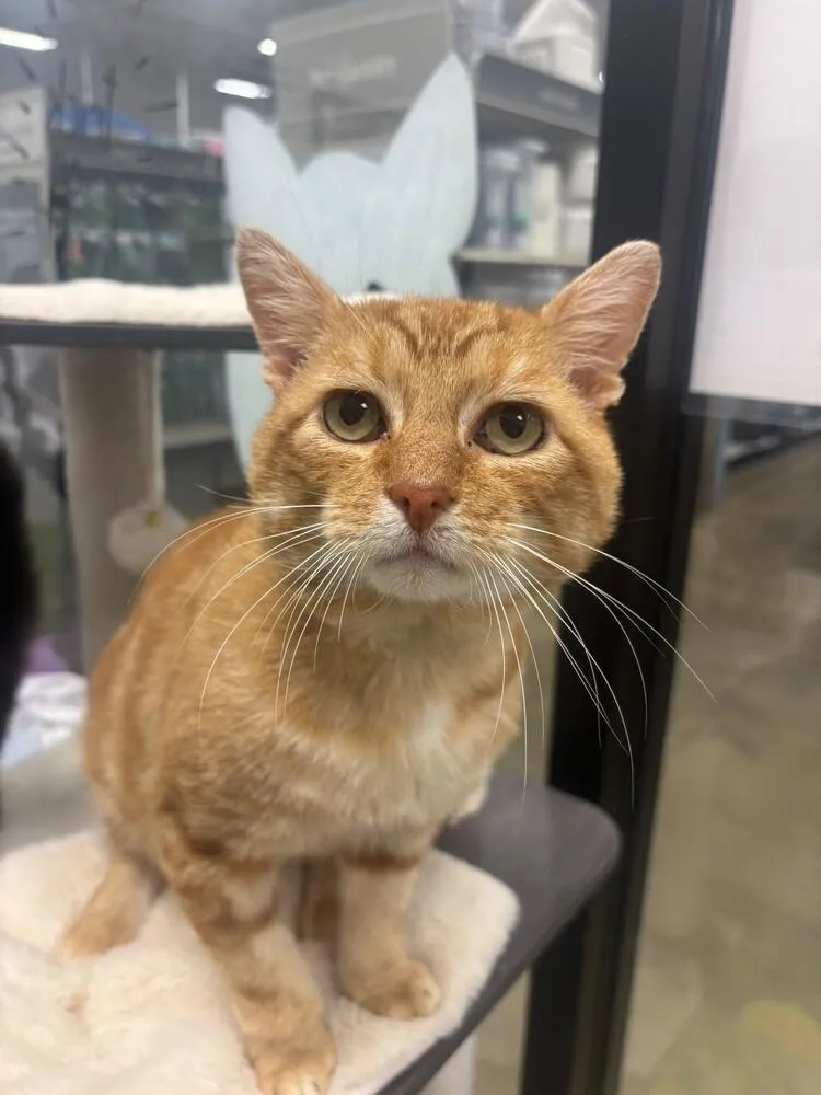 An adult medium-sized male Orange / Red Domestic Short Hair cat named Luke for adoption in Pittstown, NJ