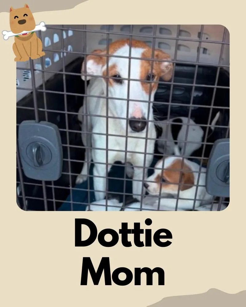 A young medium-sized female Parson Russell Terrier dog named Dottie ~ for adoption in Columbia, TN