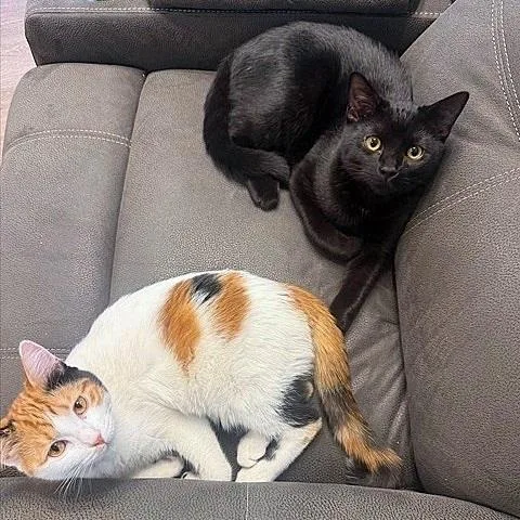 A young medium-sized female Calico cat named Hilda for adoption in Salt Lake City, UT
