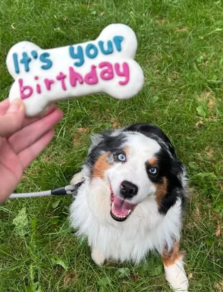 An adult medium-sized female Australian Shepherd dog named Glacier for adoption in Elkland, PA