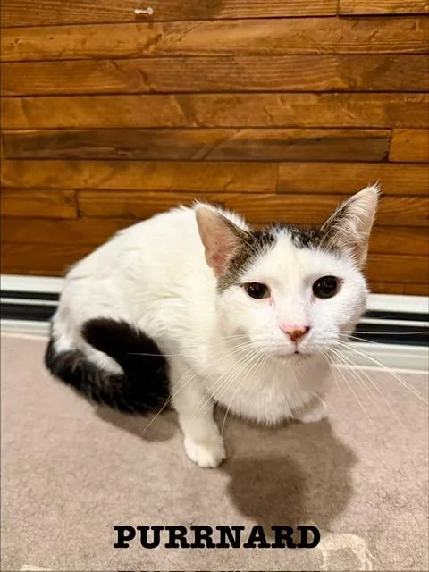 A young medium-sized male Domestic Short Hair cat named Purrnard for adoption in Cloquet, MN