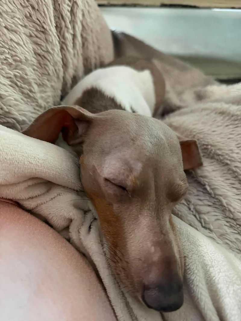 A young small-sized female Dachshund dog named Delta for adoption in Burbank, CA