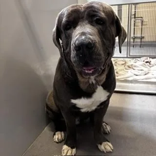 A young medium-sized male Cane Corso dog named Doug for adoption in Modesto, CA