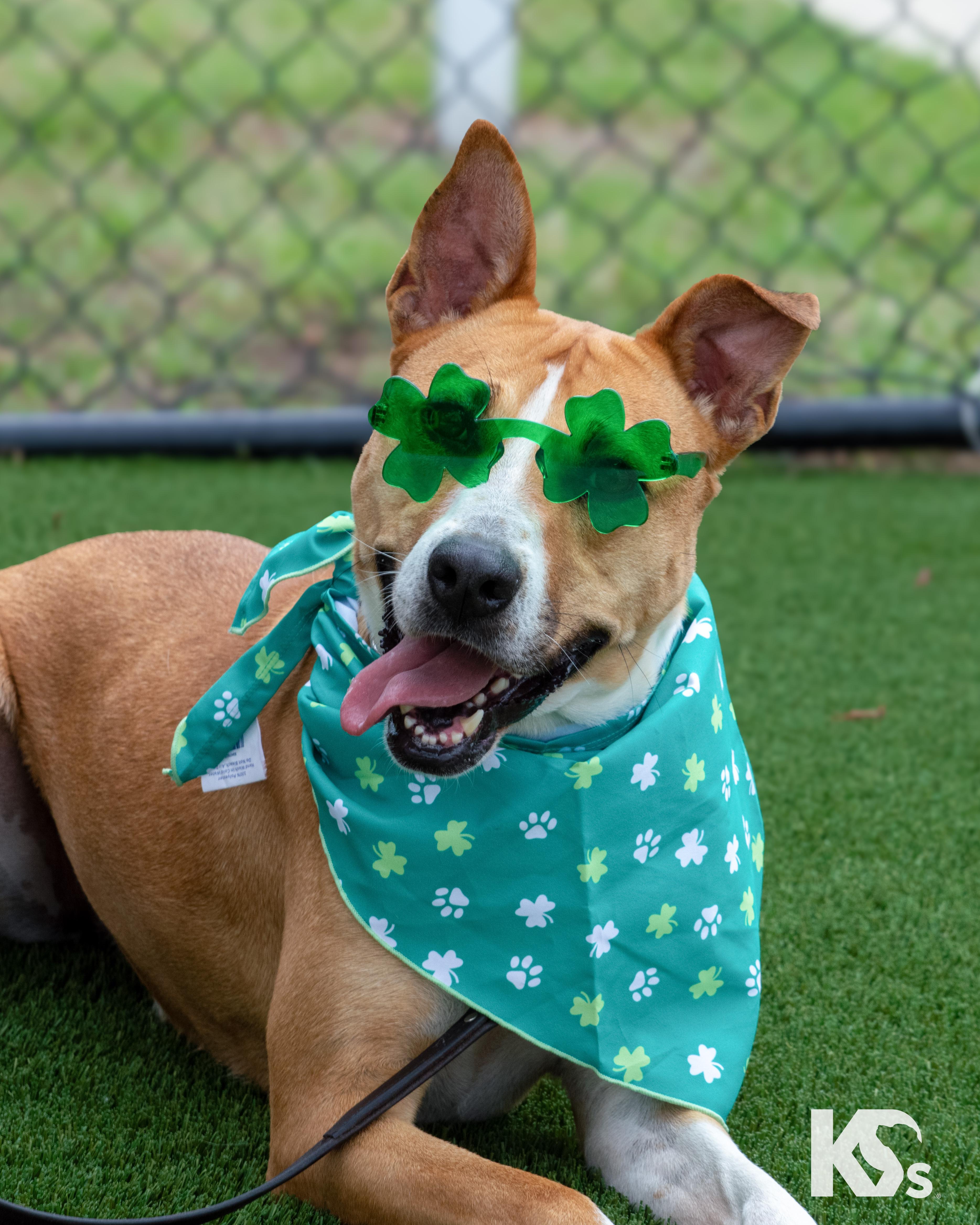An adult large-sized female Apricot / Beige Rhodesian Ridgeback dog named Charmy for adoption in Ponte Vedra, FL