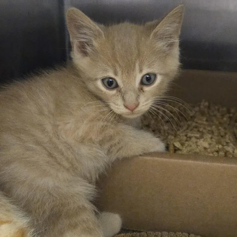 A baby small-sized male Buff / Tan / Fawn Domestic Short Hair cat named Nicholas for adoption in Nashville, TN
