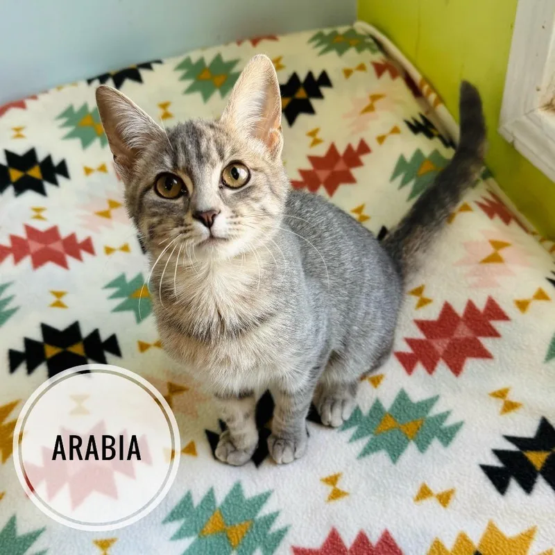 A baby small-sized female Gray / Blue / Silver Domestic Short Hair cat named Arabia for adoption in Brownsboro, AL