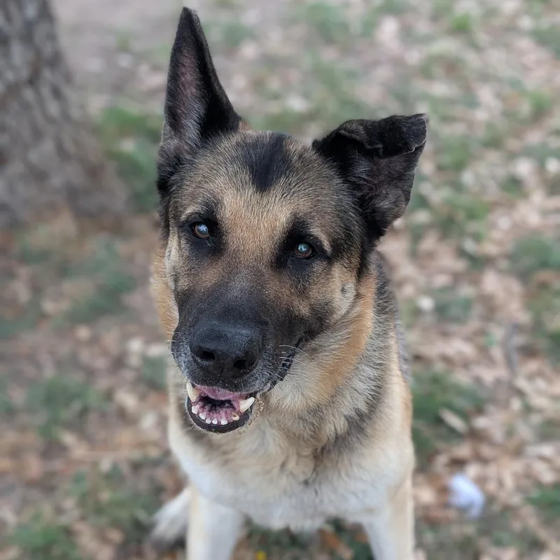 A senior large-sized male Black German Shepherd Dog dog named Dunk for adoption in Buchanan Dam, TX