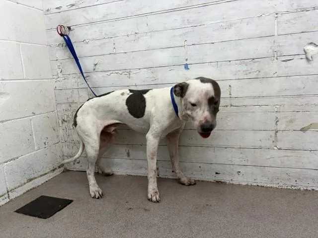 An adult medium-sized male Pit Bull Terrier dog named Henry for adoption in San Bernardino, CA