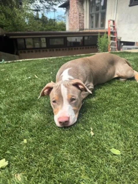 A baby small-sized male Staffordshire Bull Terrier dog named Lenny for adoption in Santa Cruz, CA