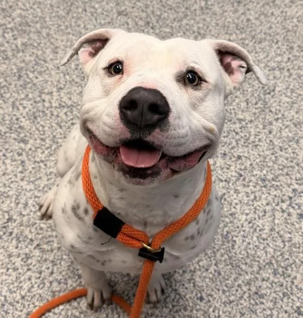 An adult large-sized male Pit Bull Terrier dog named Oscar for adoption in Golden, CO