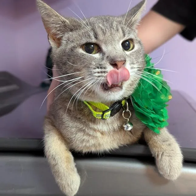 A young small-sized male Gray / Blue / Silver Domestic Short Hair cat named Callum for adoption in Johnstown, PA