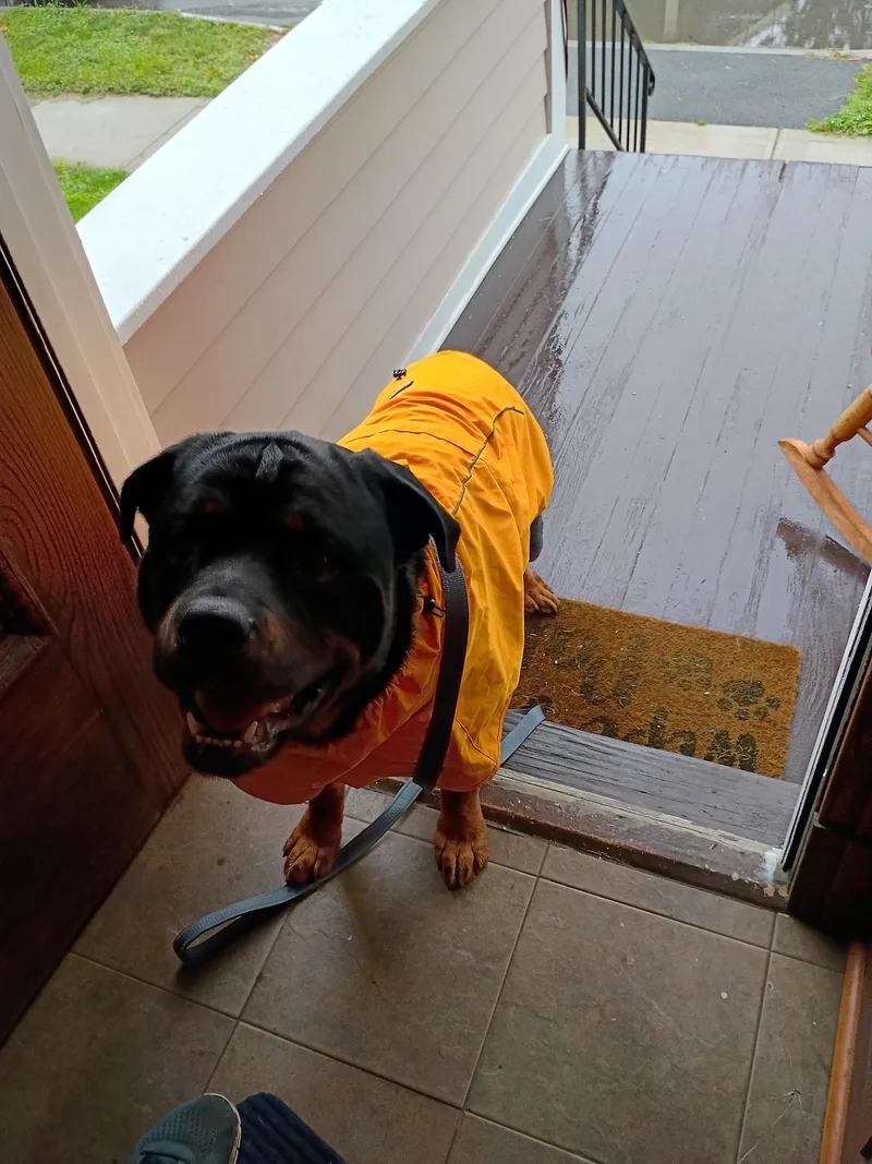 An adult large-sized male Rottweiler dog named Zeus for adoption in Saratoga Springs, NY