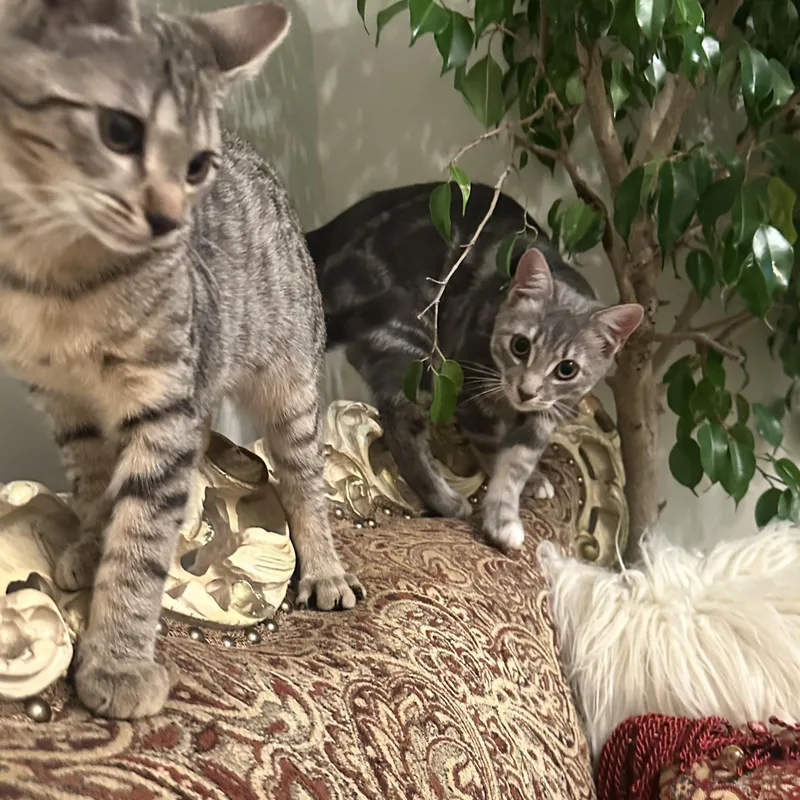 Cleo  And Moss thumbnail 5