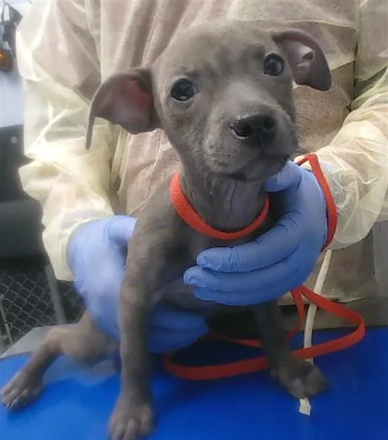 A baby large-sized female Pit Bull Terrier dog named Tiny for adoption in Phoenix, AZ