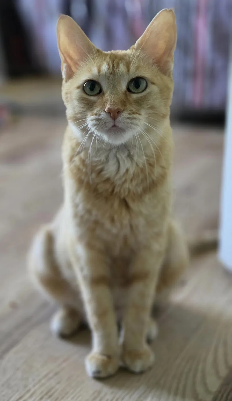 An adult medium-sized female Domestic Short Hair cat named Amber for adoption in Lockport, IL