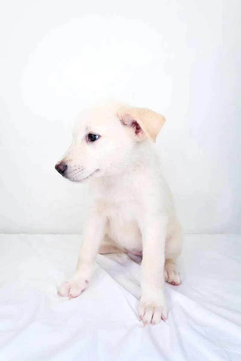A baby medium-sized female White / Cream Great Pyrenees dog named May Belle for adoption in Bixby, OK