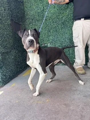 A baby large-sized male Black Shar-Pei dog named Cleveland for adoption in El Paso, TX
