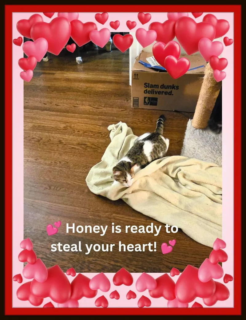 A baby medium-sized female Tabby (Brown / Chocolate) Domestic Short Hair cat named Honey — Sweetness  for adoption in Winston Salem, NC