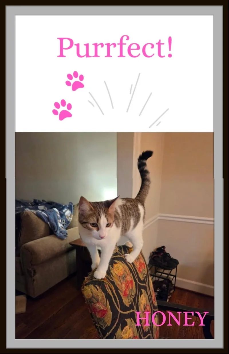 Honey — Sweetness  thumbnail 4