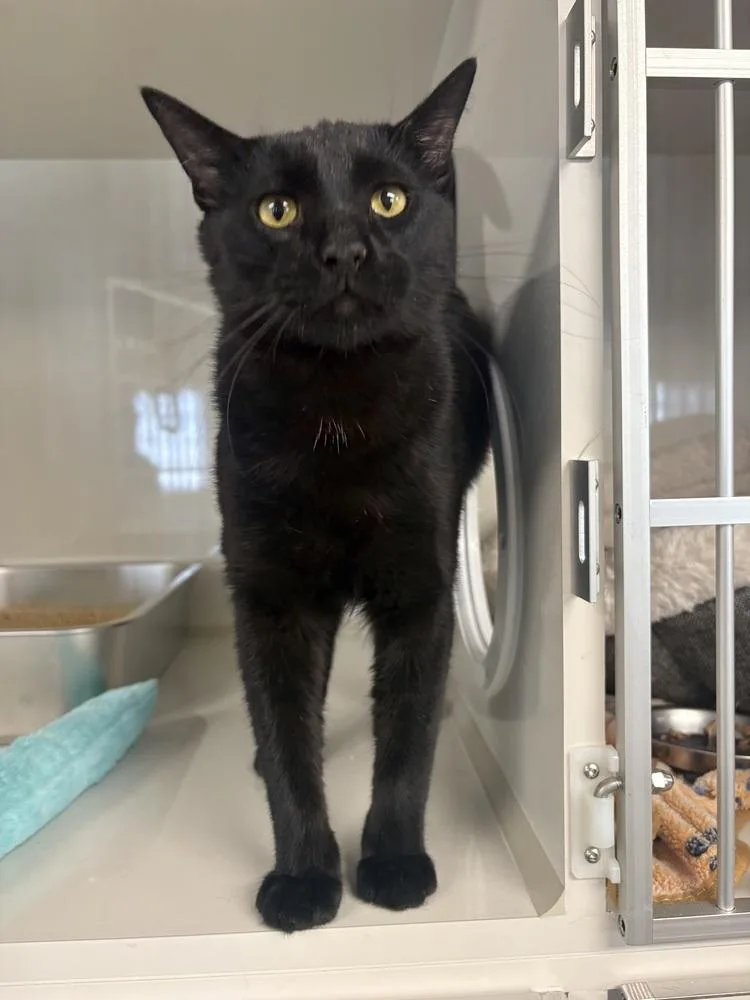An adult medium-sized male Black Domestic Short Hair cat named Onyx for adoption in Fort collins, CO