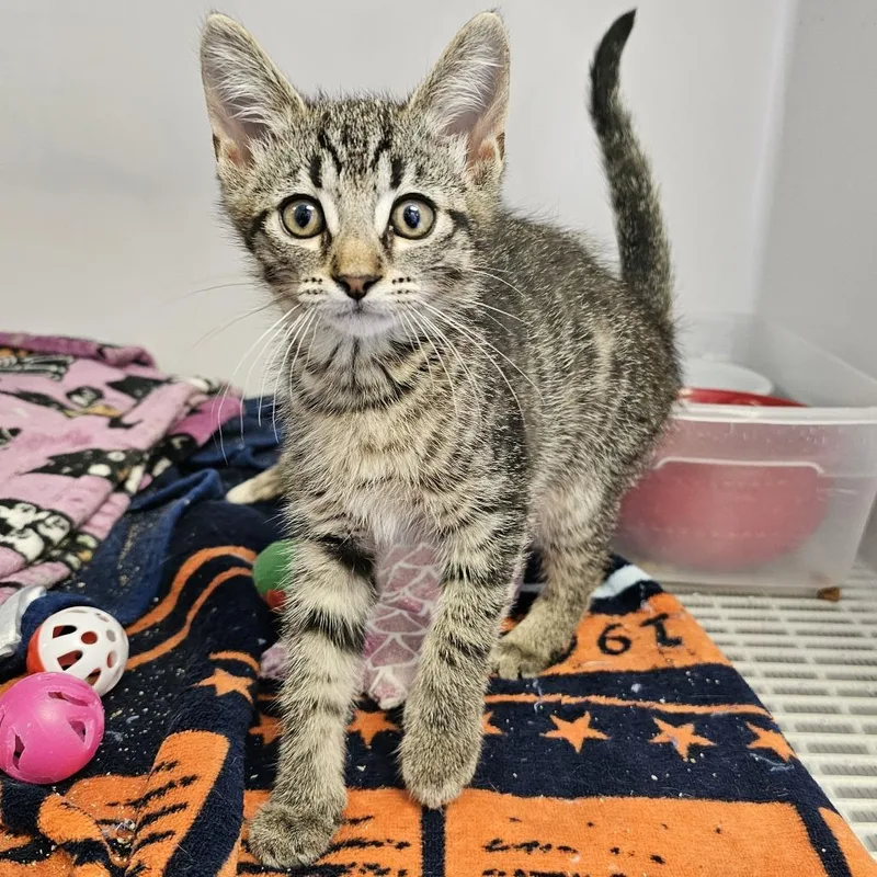A baby small-sized female Brown / Chocolate Domestic Short Hair cat named Marcy for adoption in Monroe, MI
