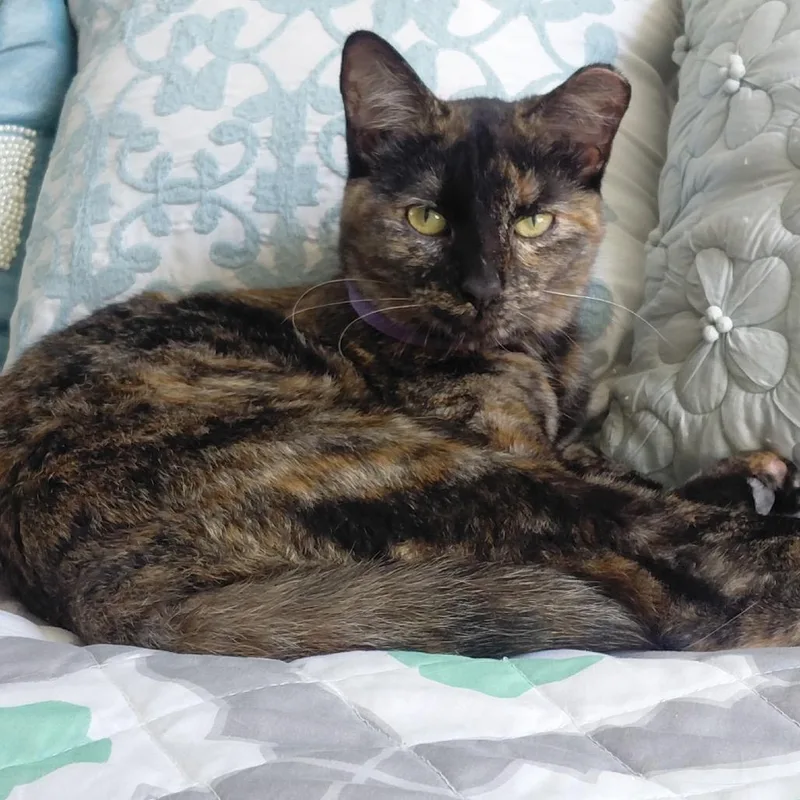A young small-sized female Brown / Chocolate Domestic Short Hair cat named Kiki for adoption in Grantsville, UT