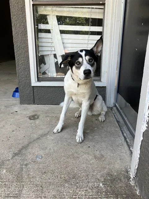 An adult large-sized male Mixed Breed dog named Bobby for adoption in Dallas, TX