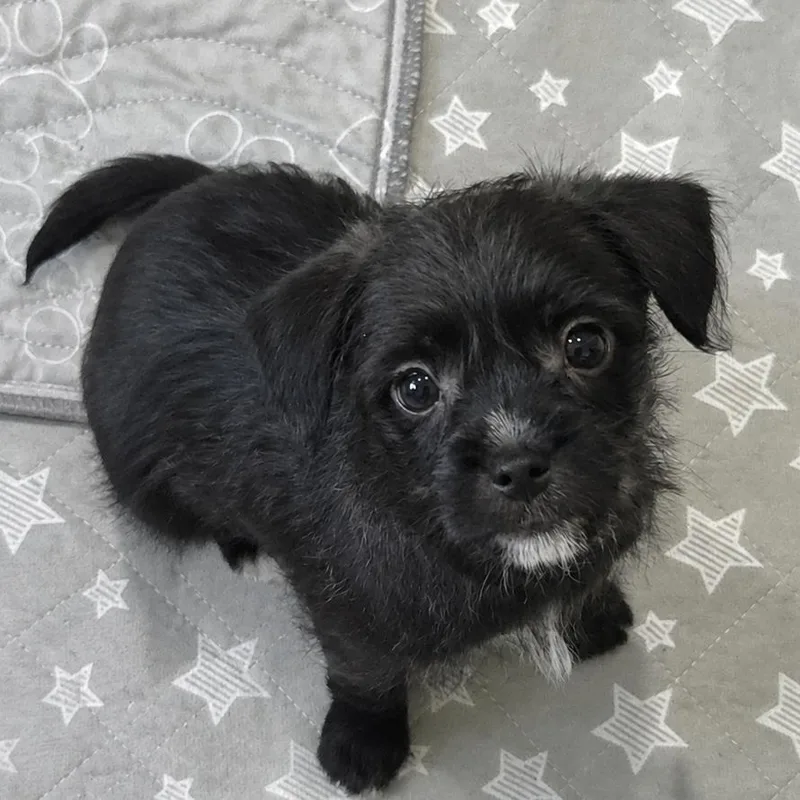 A baby small-sized male Black Mixed Breed dog named Monkey Bread for adoption in Fredericksburg, VA