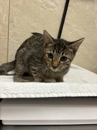 A young small-sized female Domestic Short Hair cat named Sally for adoption in Honolulu, HI