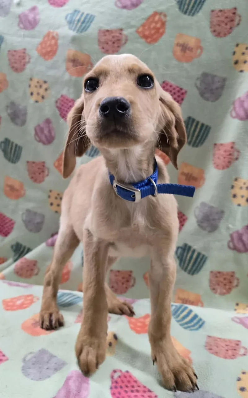 Shamrock thumbnail 2