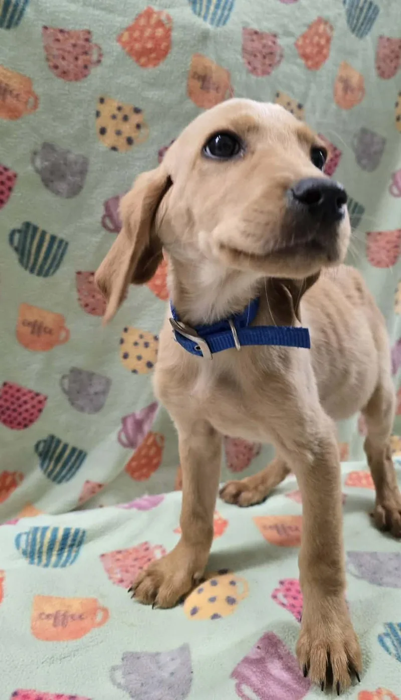 Shamrock thumbnail 3