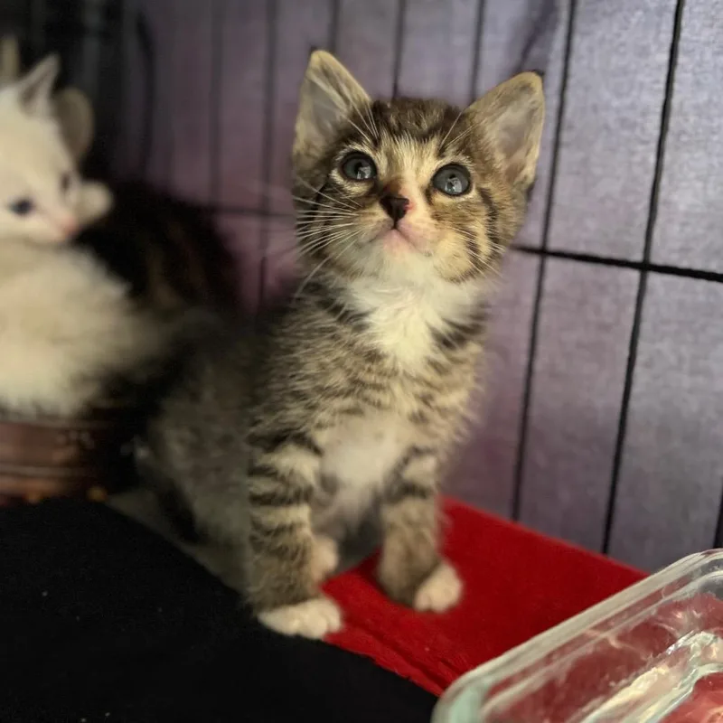 A baby small-sized male Gray / Blue / Silver Domestic Short Hair cat named Matt for adoption in Fredericksburg, TX