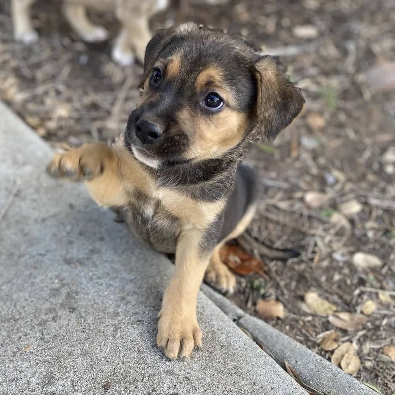 A baby medium-sized male Black Shepherd dog named Potter for adoption in Escondido, CA