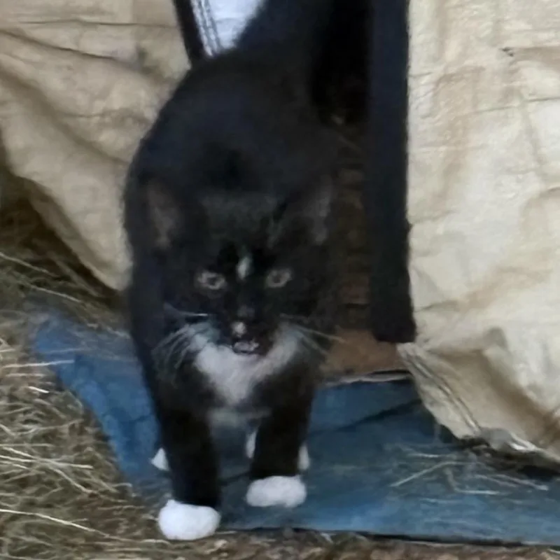 A baby small-sized female Black Domestic Short Hair cat named Wick for adoption in Rochester, MN