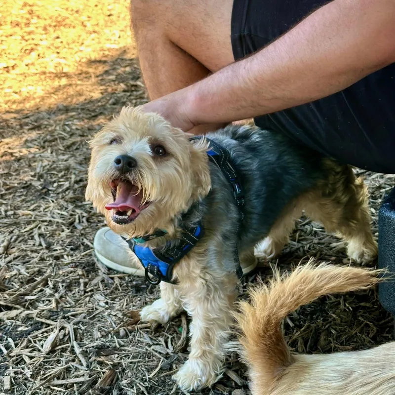 An adult small-sized male Yorkshire Terrier dog named Bo for adoption in Richmond, VA