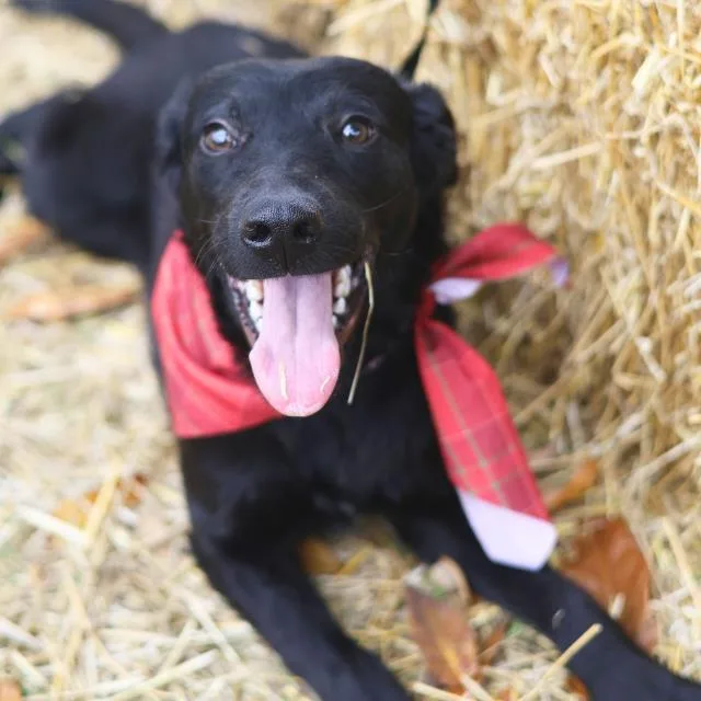 A young small-sized female Labrador Retriever dog named Flor for adoption in San Antonio, TX