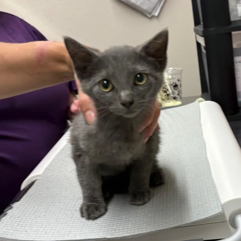 A baby small-sized male Black Domestic Short Hair cat named Bashful for adoption in Morganton, NC